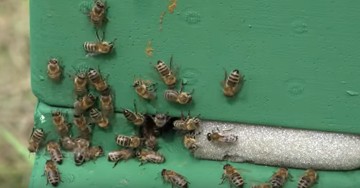 Применение сульфата кобальта в пчеловодстве