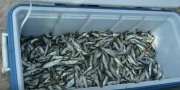 Применение калия сорбата для увеличения срока хранения сушеной и вяленой рыбы