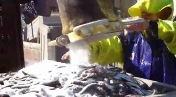 Применение лимонной кислоты при  обработке соленой рыбы