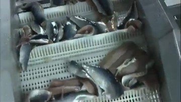 Применение молочной кислоты для изготовления рыбных пресервов