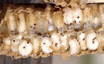 Применение муравьиной кислоты в пчеловодстве для борьбы с паразитом американский гнилец