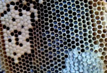Применение муравьиной кислоты в пчеловодстве для борьбы с аскоферозом