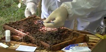 Применение муравьиной кислоты в пчеловодстве для борьбы с паразитом европейский гнилец