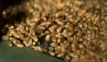 Применение муравьиной кислоты для предупреждения порчи влажного зерна