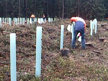 Применение тиуарама в семеноводстве лесных хозяйств