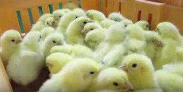 Применение янтарной кислоты при кормлении и лечении цыплят