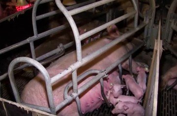 Применение янтарной кислоты при кормлении свиней для улучшения опороса свиней